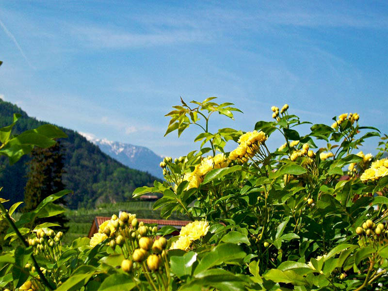 Haus Ilse Algund Bei Meran Suedtirol